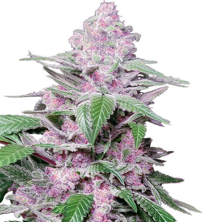 Dope Breeders - SENSI SEEDS RESEARCH Purple Cookie Kush Image