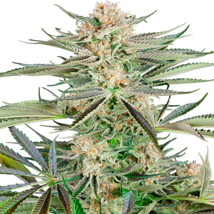 Dope Breeders - SENSI SEEDS RESEARCH Screwdriver OG Image