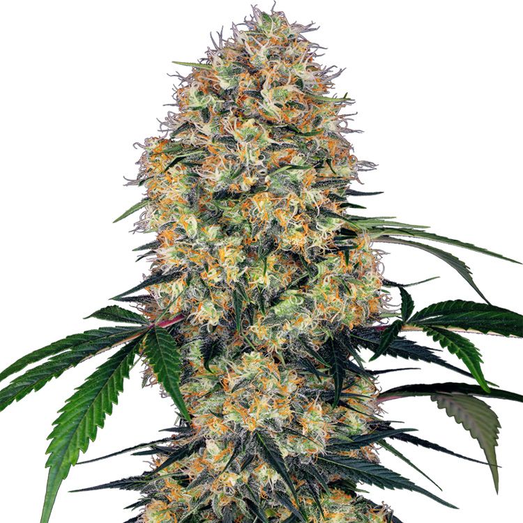 Dope Breeders - SENSI SEEDS RESEARCH Sensi Amnesia XXL Auto Image