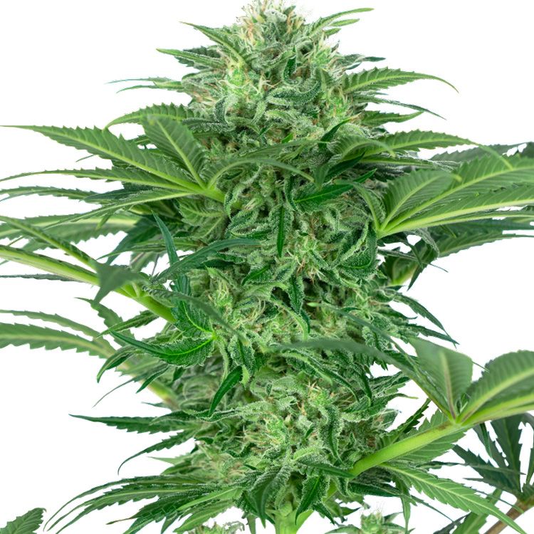 Dope Breeders - SENSI SEEDS RESEARCH Skunk Dream CBD Image