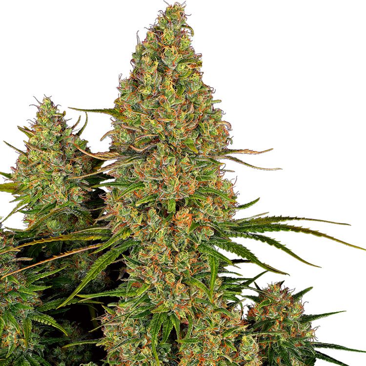 Dope Breeders - SENSI SEEDS RESEARCH Sticky Orange XXL Auto Image