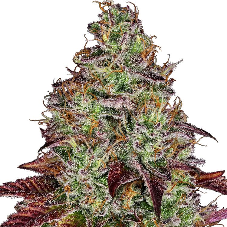 Dope Breeders - SENSI SEEDS RESEARCH Tezla OG Image