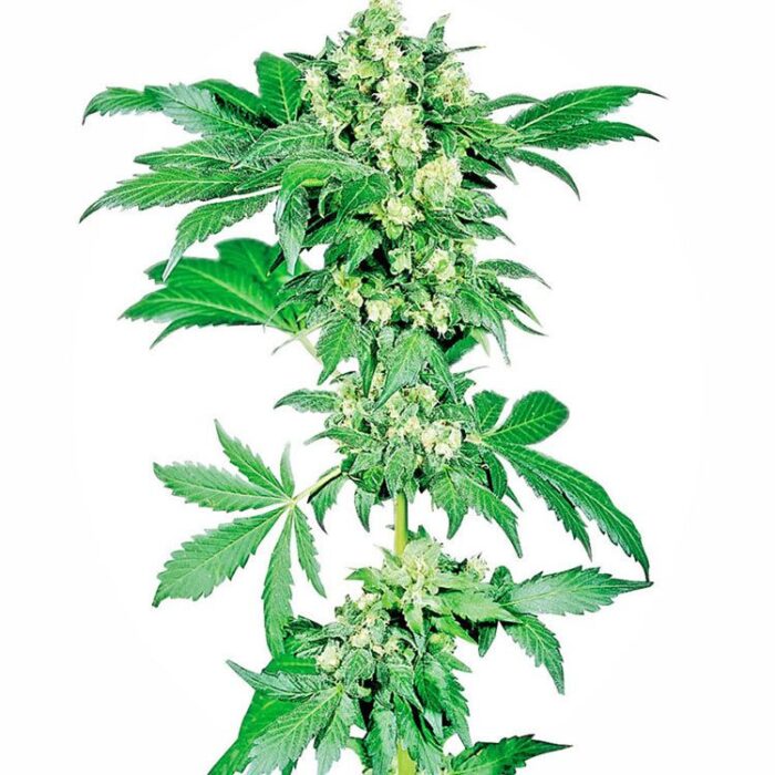 Dope Breeders - SENSI SEEDS Afghani #1 Image