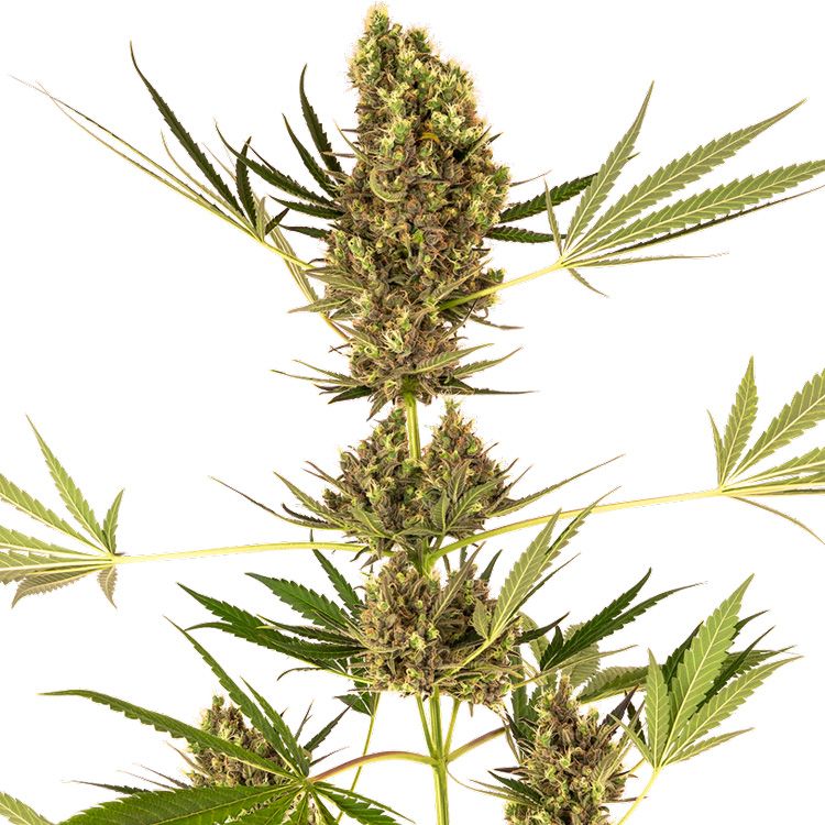 Dope Breeders - SENSI SEEDS Alpine Delight CBD Auto Image