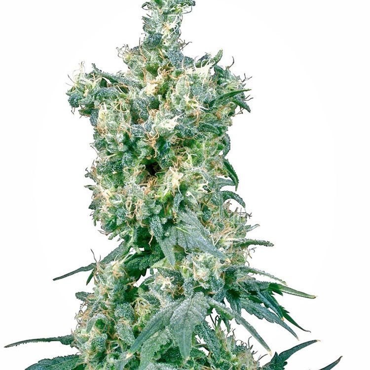 Dope Breeders - SENSI SEEDS American Dream Image