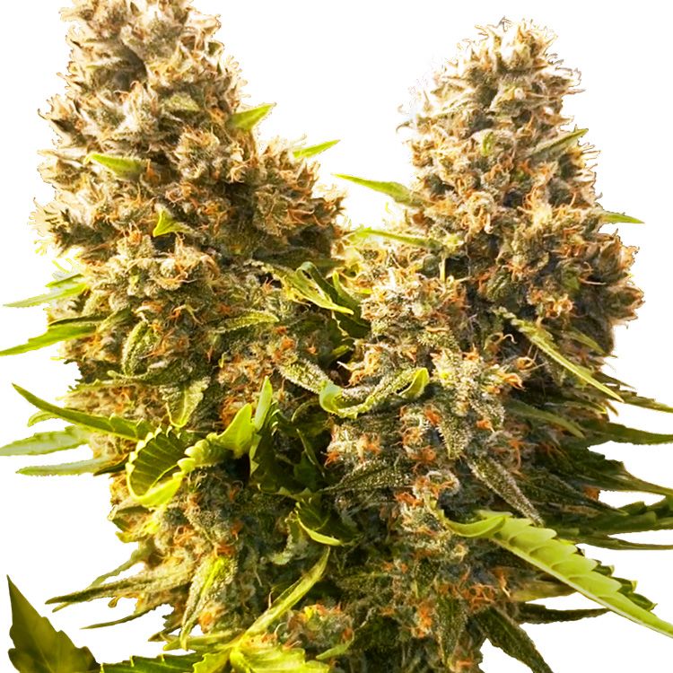 Dope Breeders - SENSI SEEDS Banana Kush Cake Auto Image