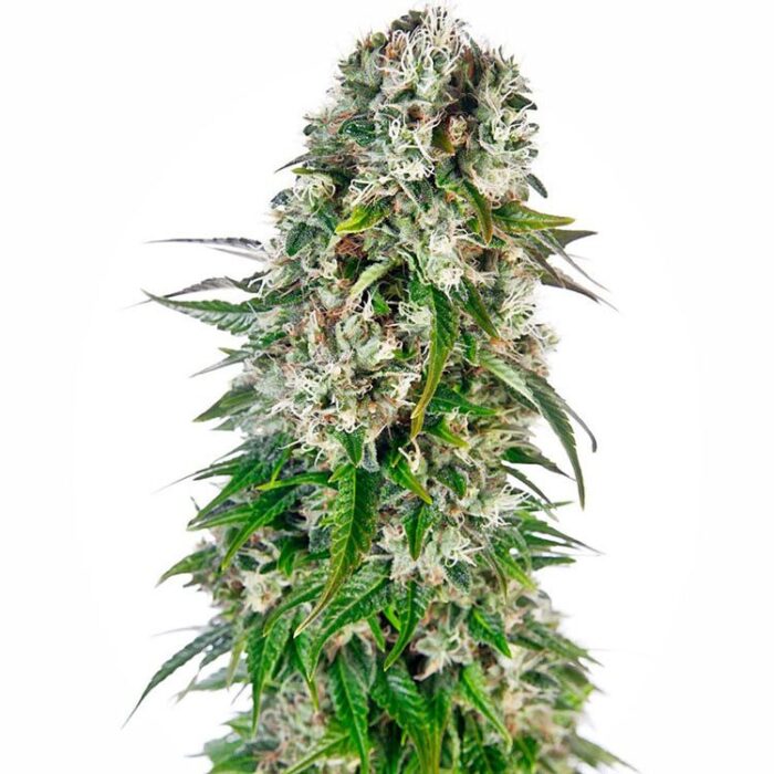 Dope Breeders - SENSI SEEDS Big Bud Auto Image