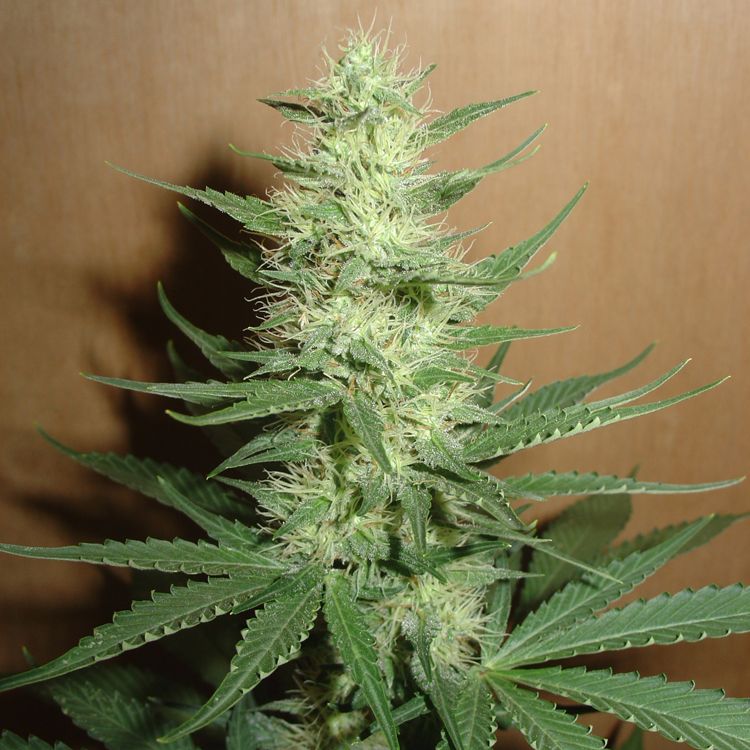 Dope Breeders - SENSI SEEDS Big Bud Image