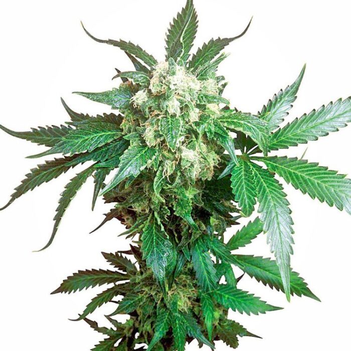 Dope Breeders - SENSI SEEDS Black Domina Image