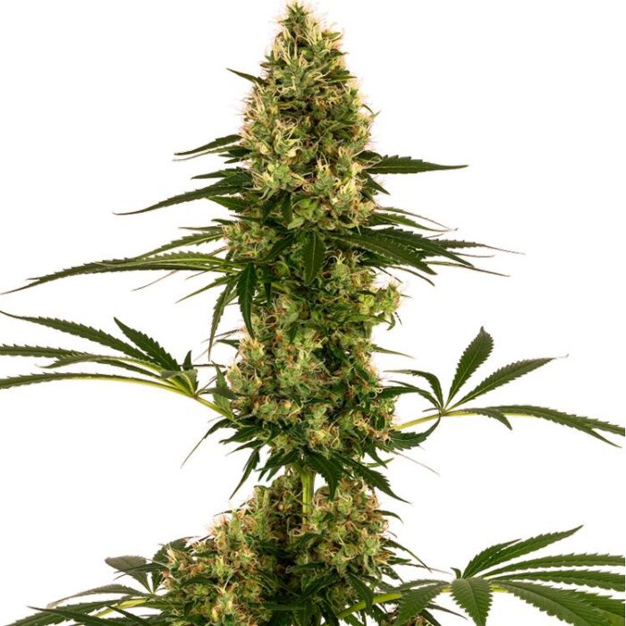 Dope Breeders - SENSI SEEDS Blue Bullet Auto Image