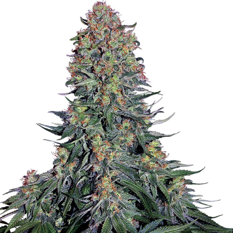 Dope Breeders - SENSI SEEDS Blue Skunk Image