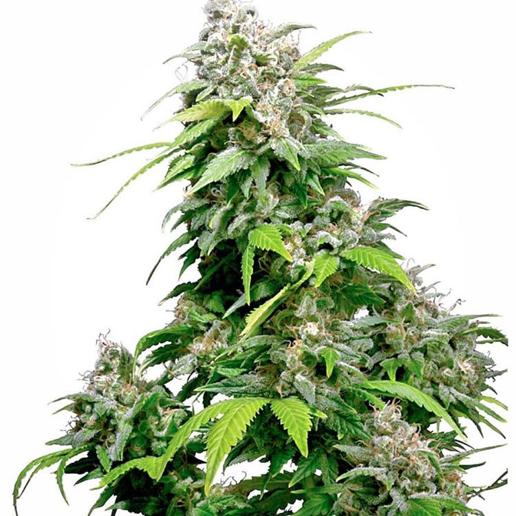 Dope Breeders - SENSI SEEDS California Indica Image