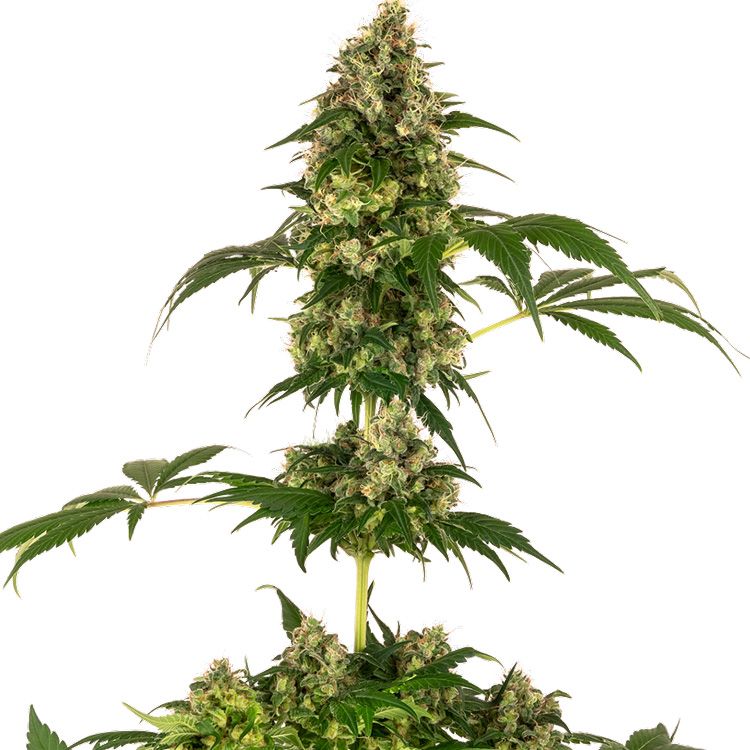 Dope Breeders - SENSI SEEDS Cobalt Haze Image