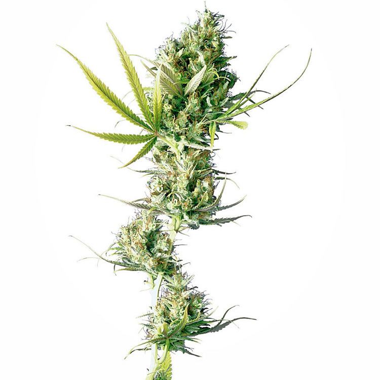 Dope Breeders - SENSI SEEDS Durban Image