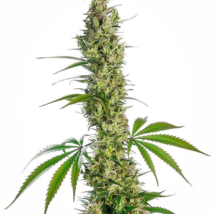 Dope Breeders - SENSI SEEDS Eagle Bill Image