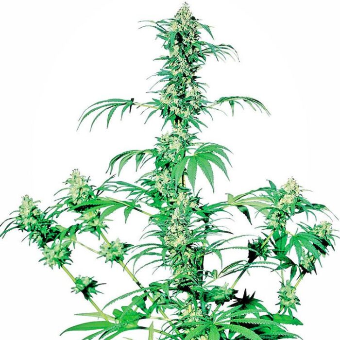 Dope Breeders - SENSI SEEDS Early Girl Image