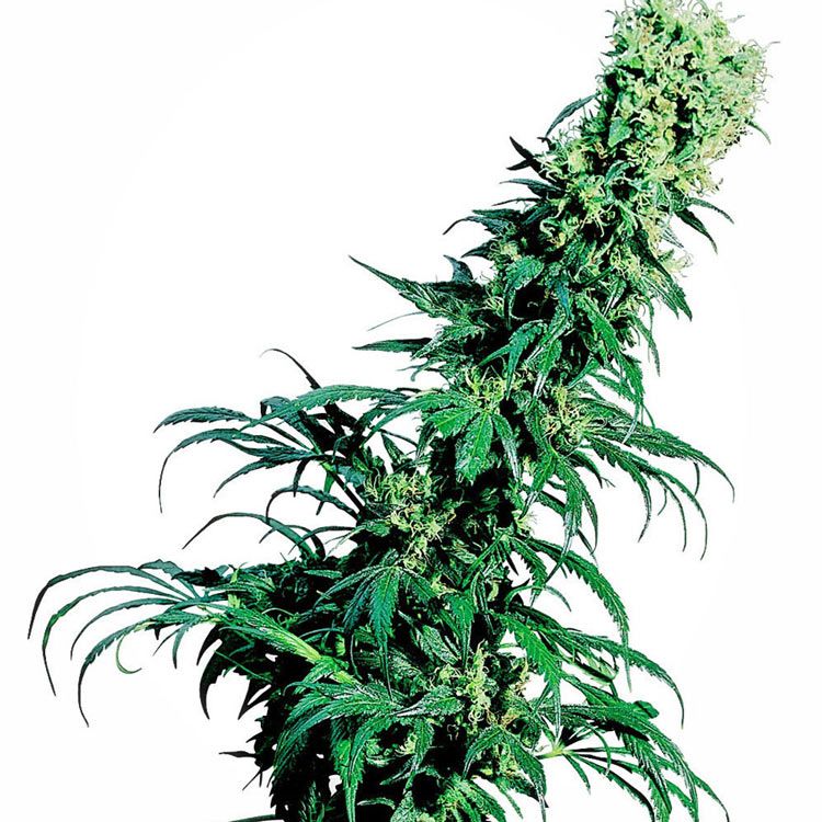 Dope Breeders - SENSI SEEDS Early Pearl Image