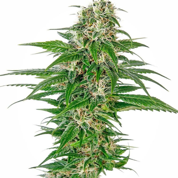 Dope Breeders - SENSI SEEDS Early Skunk Auto Image