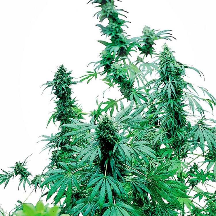 Dope Breeders - SENSI SEEDS Early Skunk Image