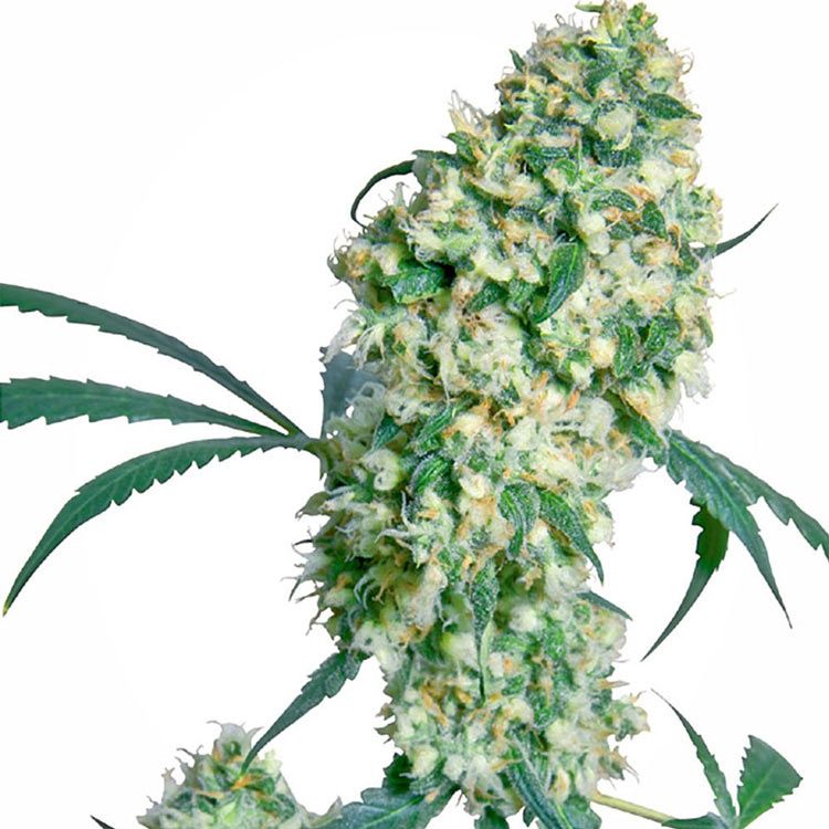 Dope Breeders - SENSI SEEDS Ed Rosenthal Superbud Image