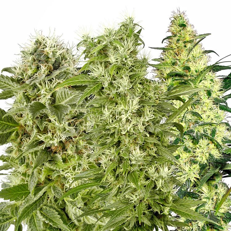 Dope Breeders - SENSI SEEDS Female Mix Image