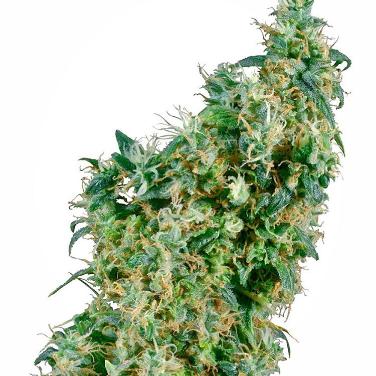 Dope Breeders - SENSI SEEDS First Lady Image