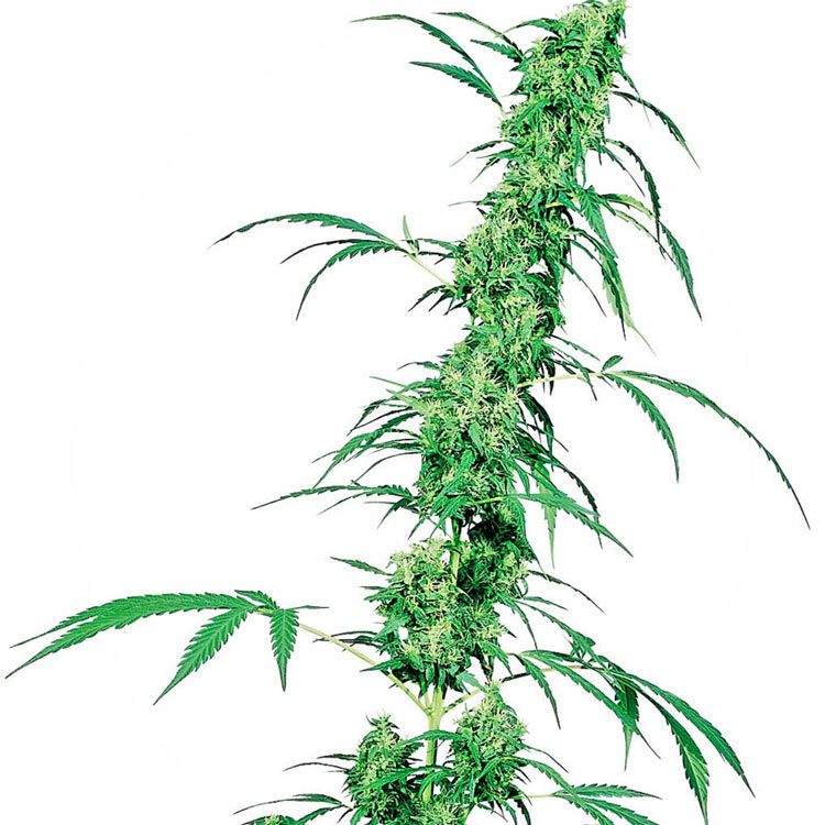 Dope Breeders - SENSI SEEDS Fruity Juice Image