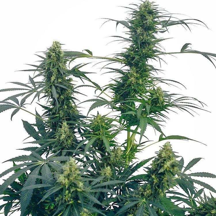 Dope Breeders - SENSI SEEDS Guerrillas Gusto Image