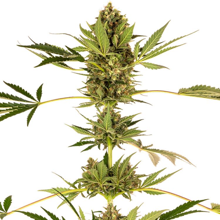 Dope Breeders - SENSI SEEDS Himalayan CBD Image