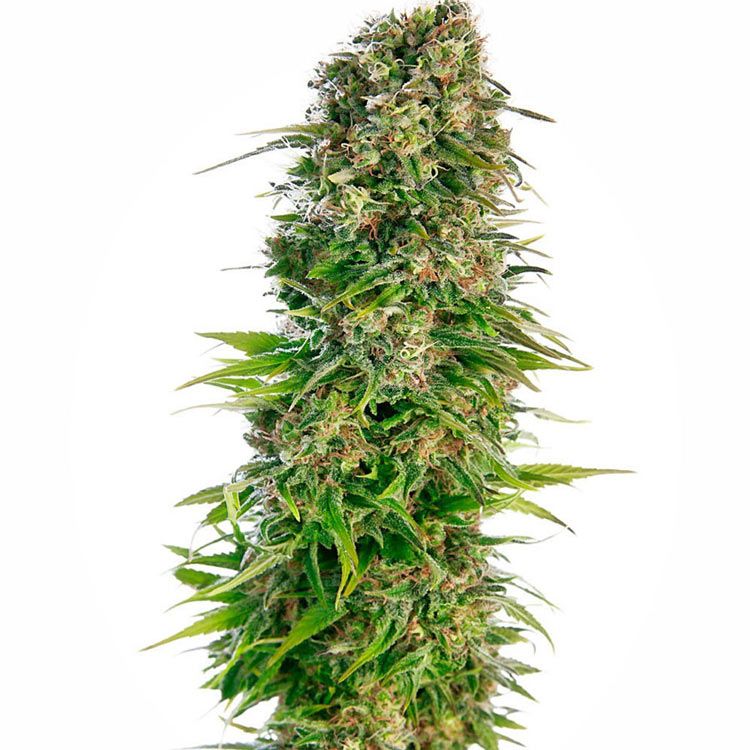 Dope Breeders - SENSI SEEDS Hindu Kush Auto Image