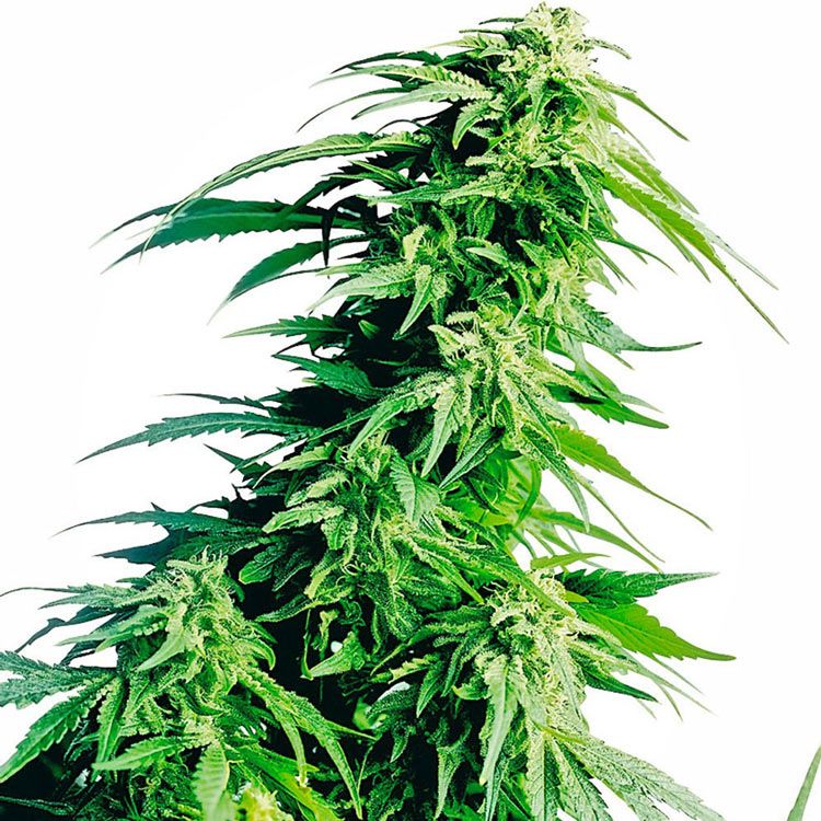 Dope Breeders - SENSI SEEDS Hindu Kush Image