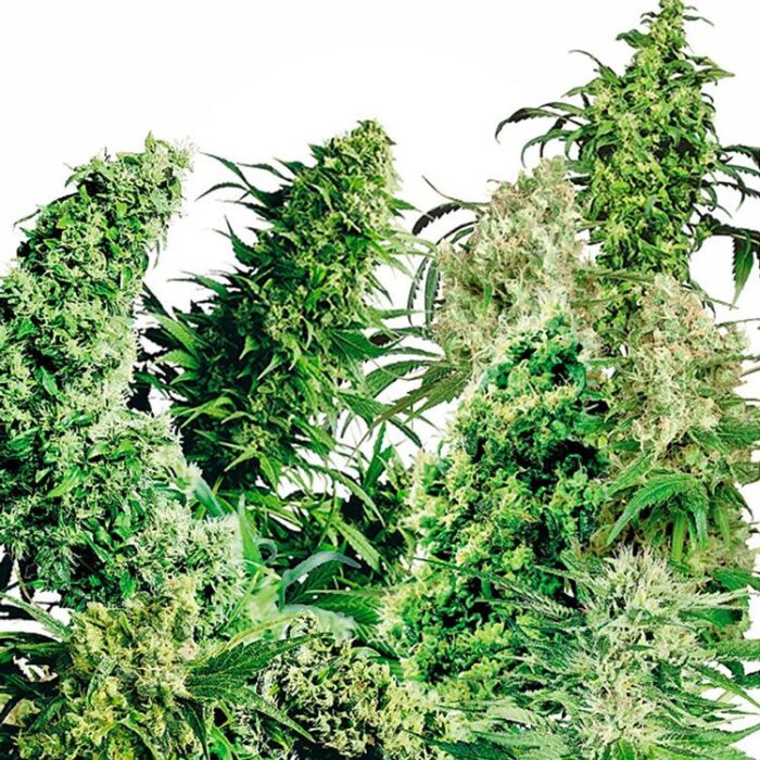 Dope Breeders - SENSI SEEDS Indoor Mix Image