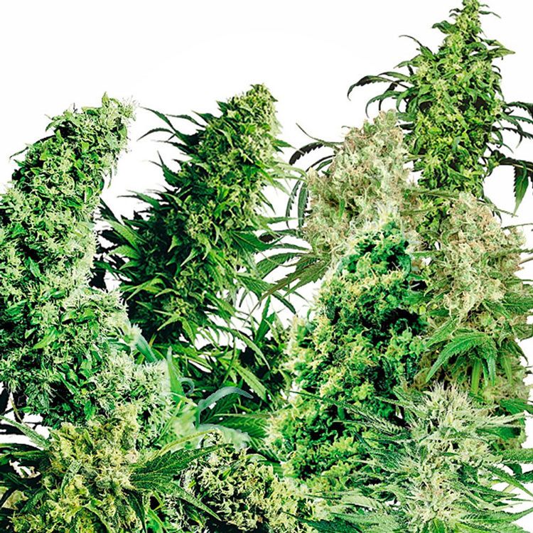 Dope Breeders - SENSI SEEDS Indoor Mix Image