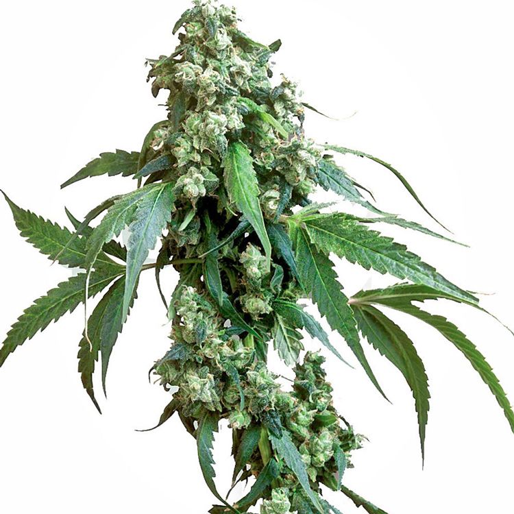 Dope Breeders - SENSI SEEDS Jack Flash #5 Image