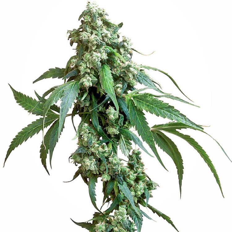 Dope Breeders - SENSI SEEDS Jack Flash Image