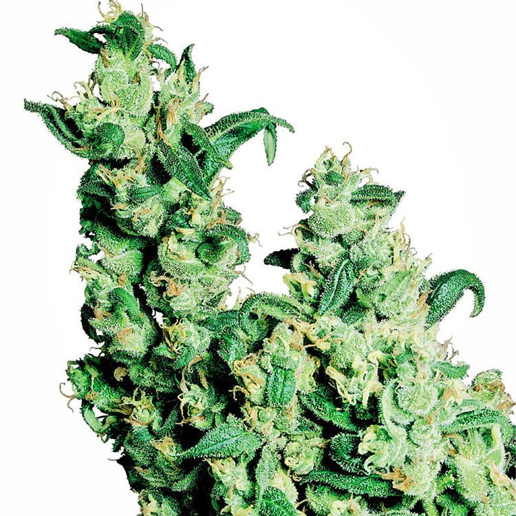 Dope Breeders - SENSI SEEDS Jack Herer Image