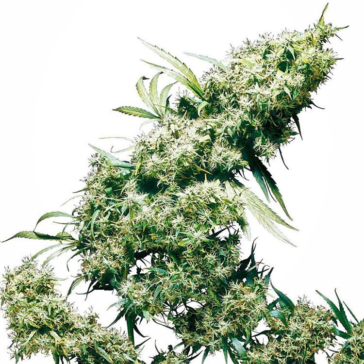 Dope Breeders - SENSI SEEDS Jamaican Pearl Image