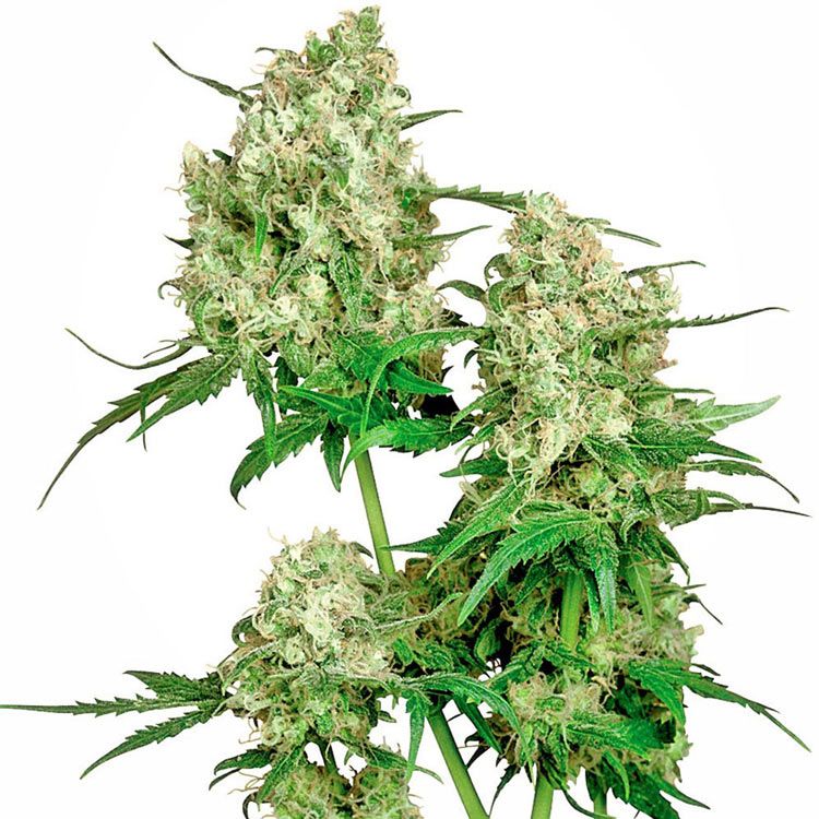 Dope Breeders - SENSI SEEDS Maple Leaf Indica Image