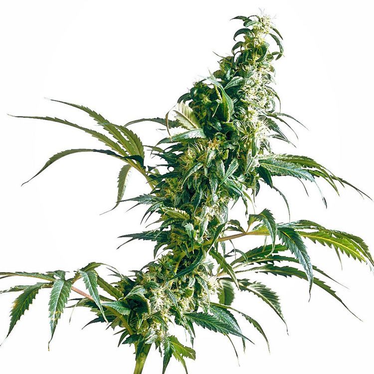 Dope Breeders - SENSI SEEDS Mexican Sativa Image