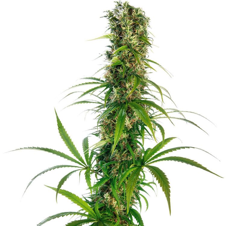 Dope Breeders - SENSI SEEDS Michka Image