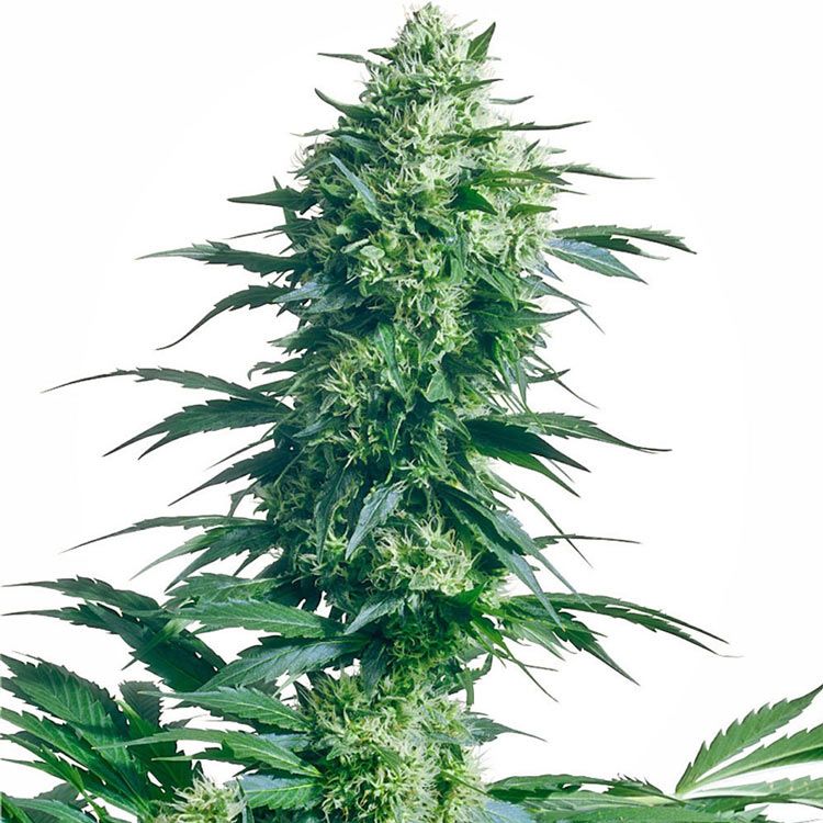 Dope Breeders - SENSI SEEDS Mothers Finest Image