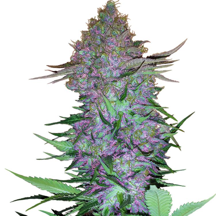 Dope Breeders - SENSI SEEDS Purple Skunk Auto Image