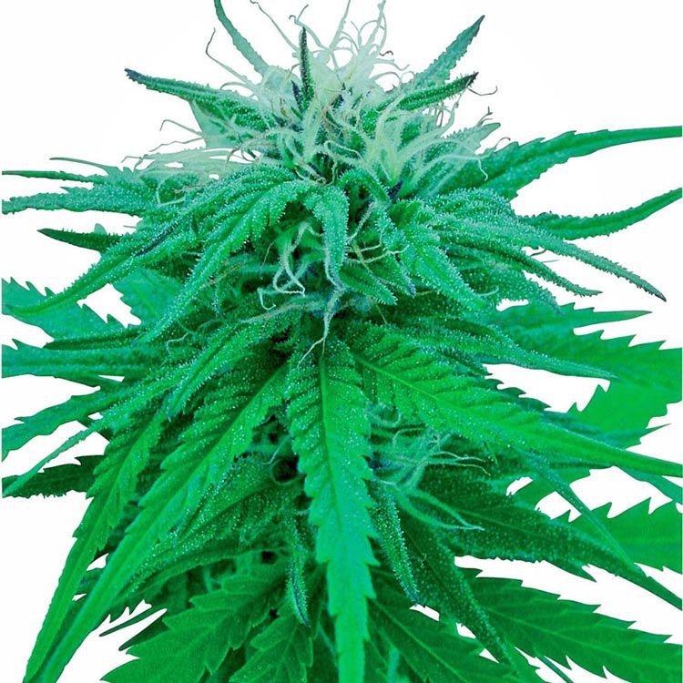 Dope Breeders - SENSI SEEDS Ruderalis Indica Image