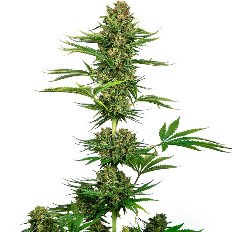 Dope Breeders - SENSI SEEDS Satin Black Domina CBD Image