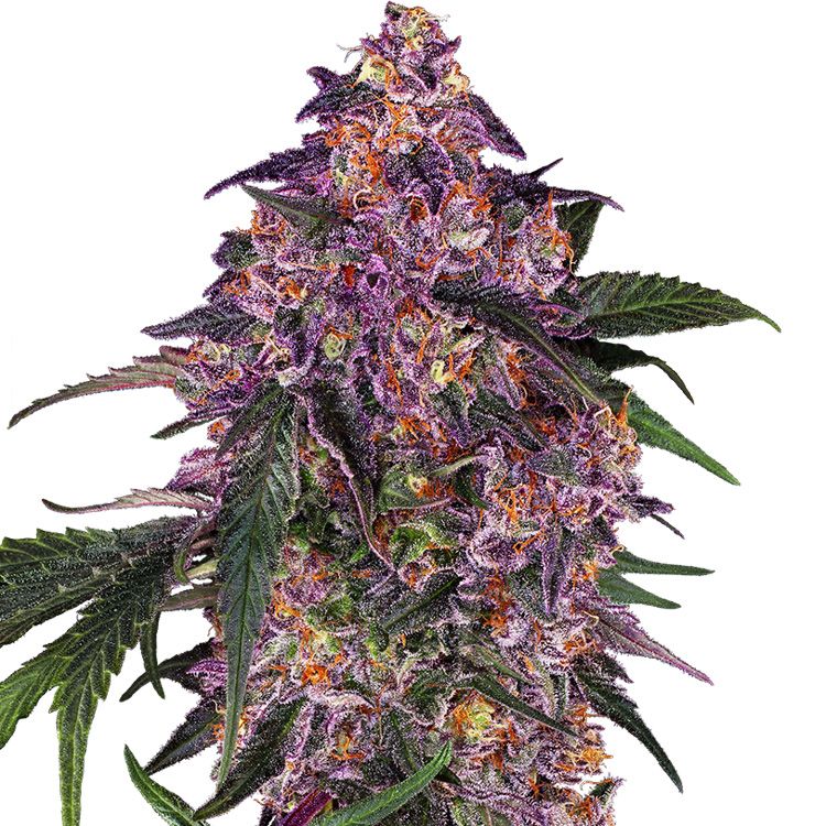 Dope Breeders - SENSI SEEDS Sensi Purple Kush Image