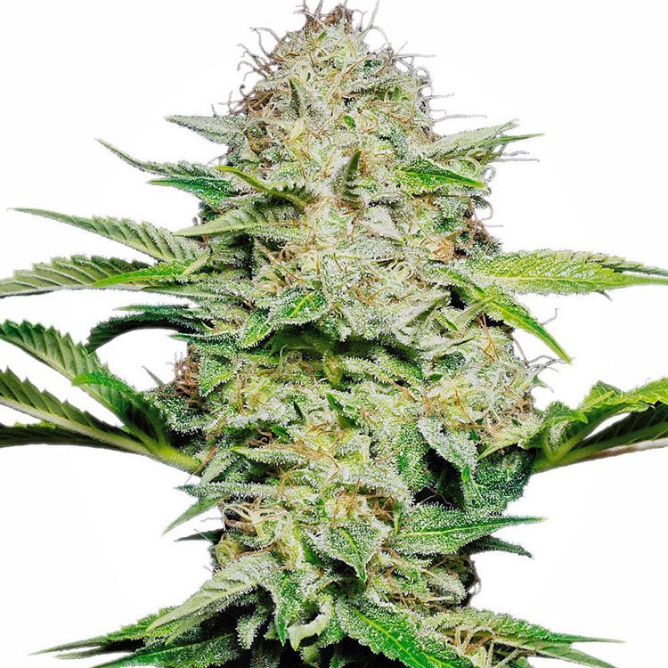 Dope Breeders - SENSI SEEDS Sensi Skunk Auto Image