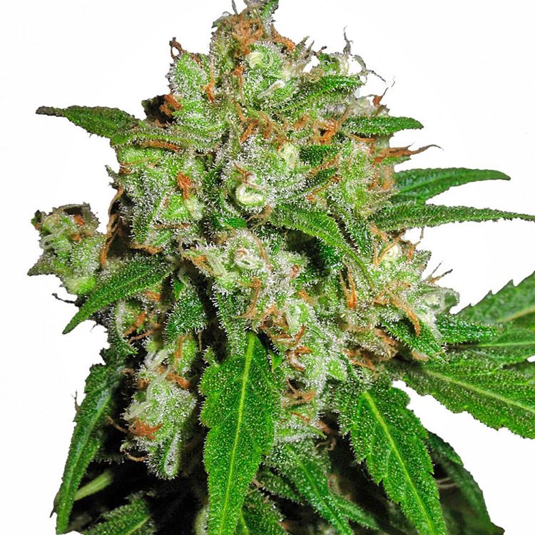 Dope Breeders - SENSI SEEDS Sensi Skunk Image