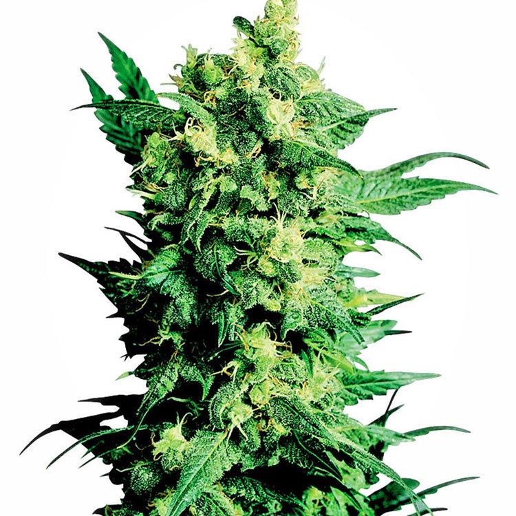 Dope Breeders - SENSI SEEDS Shiva Shanti II Image