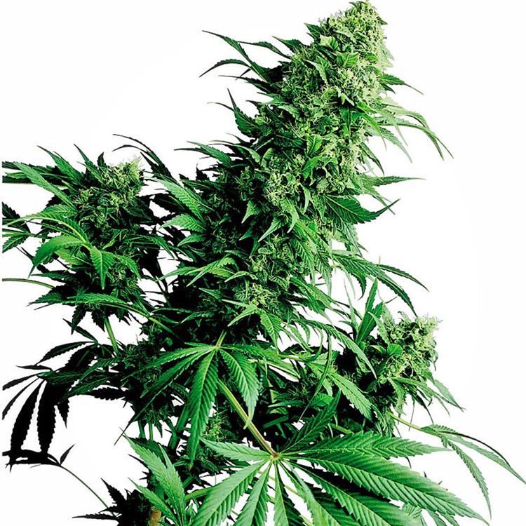 Dope Breeders - SENSI SEEDS Shiva Shanti Image