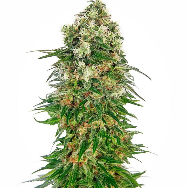 Dope Breeders - SENSI SEEDS Shiva Skunk Auto Image